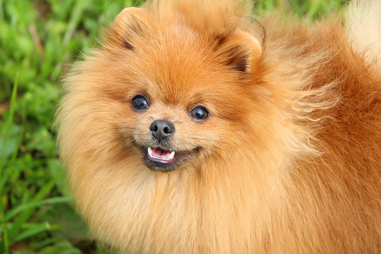 Pomeranian dog and his beautiful smile