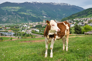 Fototapeta na wymiar Kalb auf einer Weide in Südtirol