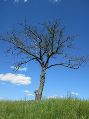 lonely dry tree