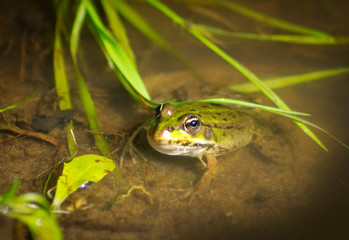 Frog in the water