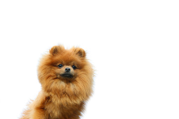 Pomeranian dog on the white background