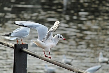 Möwe im Abflug
