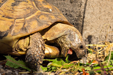griechische Landschildkröte