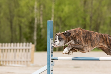 Boxer jumps over an agility hurdle in agility competion