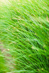 Green grass blades background