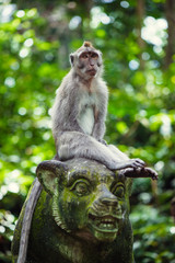 Naklejka na ściany i meble Long-tailed macaques