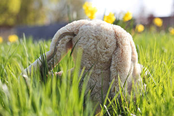 Ostern - Plüschhase im Gras