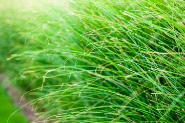 Green grass blades background