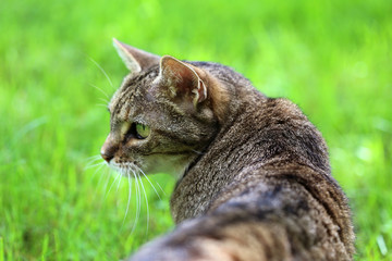 Chat