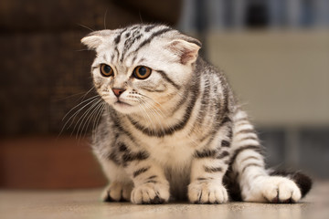British Shorthair Cat