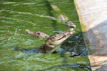 Gefährliches Krokodil
