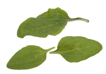 Obraz premium Sauerampfer