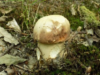 Oak mushroom