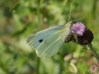 Butterfly on flower