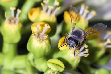 Bee on the flower close up front view horizontal photo - Macro bee