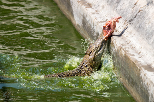 Gefährliches Krokodil