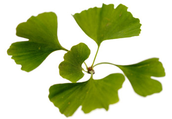 Ginkgo Blätter