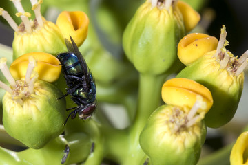 Obraz premium Fly on the flower close up - Macro fly