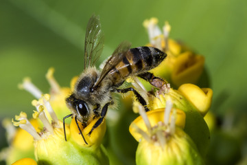 Bee on the flower close up - Macro bee