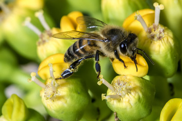 Bee on the flower close up - Macro bee