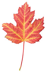 herbstlich gefärbtes Blatt eines Ahorn