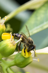 Bee on the flower close up side view - Macro bee
