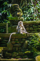 Long-tailed macaque