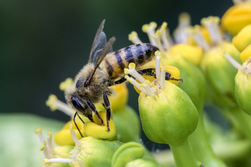 Bee on the flower close up side view - Macro bee