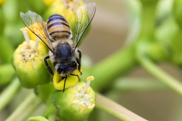 Bee on the flower close up top view - Macro bee