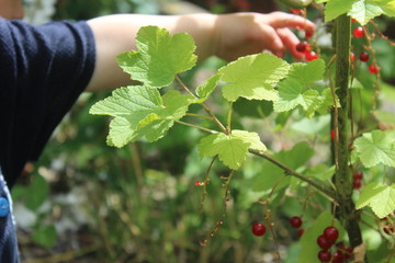 Johannisbeeren vom Strauch