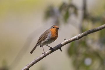 European Robin