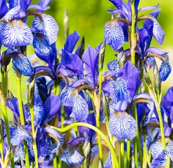 Crédence de cuisine en verre imprimé Iris flower blue iris
