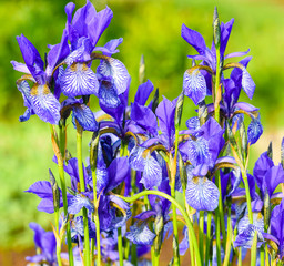 flower blue iris