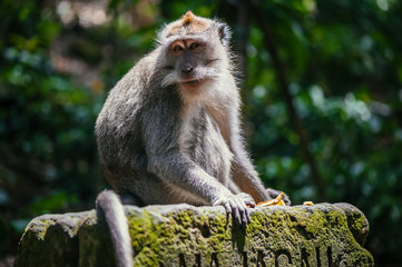 Long-tailed macaque