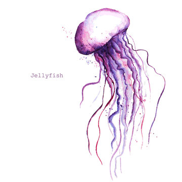 Vector watercolor jellyfish