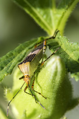 Black and beige bug macro