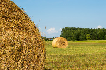 рулоны сена на поле