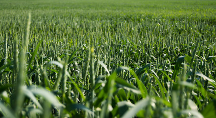 пшеничное поле 