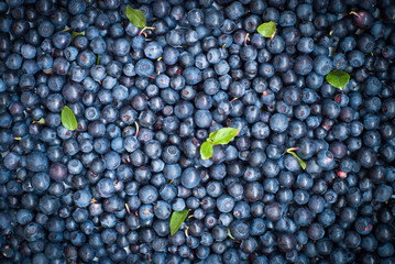 Blueberries background