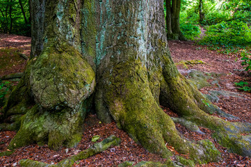 2646 Liedberg - R&ouml;merwacht