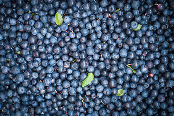 Blueberries background