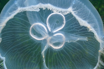 Translucent underwater creature moon jellyfish