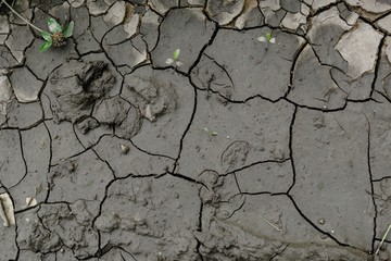 Wet barren soil in cracks