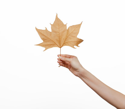 Woman Hand Holding An Autumn Leaf