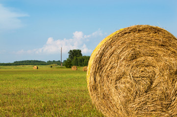рулон сена на поле