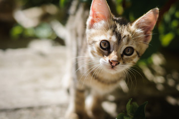 Small kitten outdoors