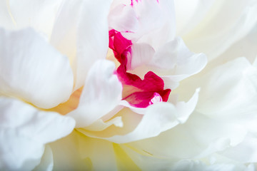 White Peony petals closeup