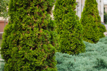 Fir trees on the street
