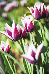 Tulpen