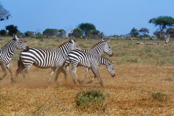 Zebras in Kenya's Tsavo Reserve